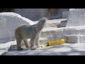 ドバーッと出てちょっとビックリ？なイッちゃん（Шилка） 2017 04 03　　天王寺動物園のホッキョクグマ