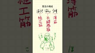 【鵞足の構成の語呂合わせ～20秒で国試対策～】柔道整復師・鍼灸師・あん摩マッサージ指圧師