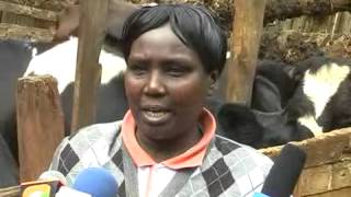 A middle aged man in Kiambu caught having carnal knowledge with a cow