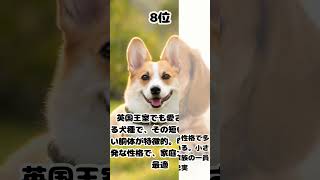 【雑学】世界で飼いやすい犬種TOP10【ランキング】