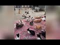 funny and cute cats 🐱videos🔶 Сompilation 2024 part58