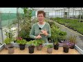 what should you plant in the ‘coffin border’ perennials for narrow shallow u0026 dry borders