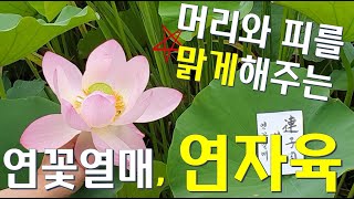 연꽃열매(연자육)의 효능 - 기억력, 머리와 피를 맑게해주고, 총명탕에도 쓰여요!  연의ㅏ 열매로써 시궁창 물도 정화시키는 연, 불교의 꽃, 양평, 힐링영상