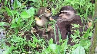 【2022/5/22生まれ】かわいすぎる初めての休憩タイムのカルガモのヒナ