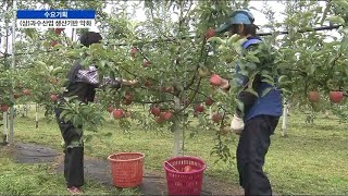 [수요기획] 위기의 과수산업 (상)악화되는 생산기반