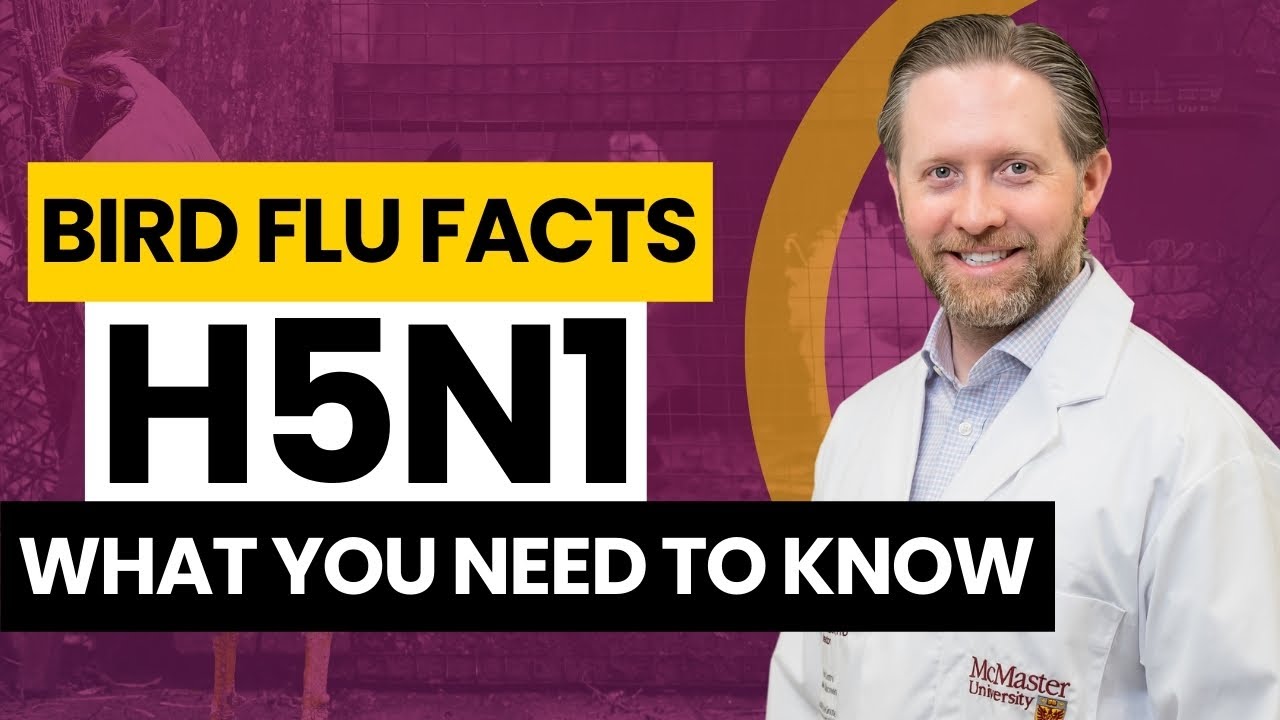 H5N1 Explained: What You Need To Know About Avian Flu - YouTube