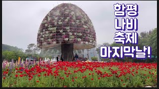 함평 나비축제 마지막날 feat.추억공작소 황금박쥐상