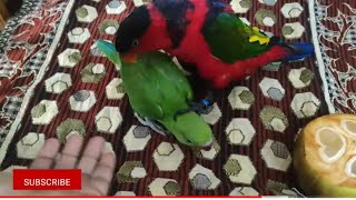 റോക്കിയും റെഡ്മി വിസ്മയ കാഴ്ച❤dont miss |redmi and rocky parrotlove|parrot talking Malayalamlorikeet