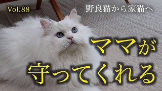 シロちゃんも防災対策しています！