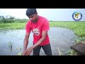 টেংরা মাছ ধরার জন্য বাছাইকৃত ছোট মাছ সংগ্রহ small fishing videos