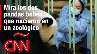Un zoológico de Francia celebra el nacimiento de dos pandas gigantes