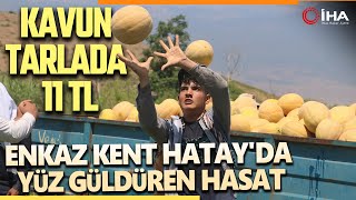 Hatay'da Yüz Güldüren Hasat: Kavun Tarlada 11 TL’den Alıcı Buluyor