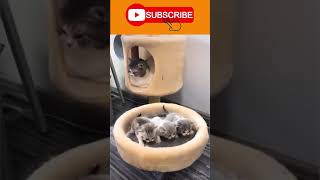 Funny playing With Cute cat baby  || #Shorts