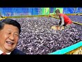 China and Norway Collaborate to Build the World's Largest Fish Farm