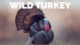 Wild Turkey | Peacocks of the Forest