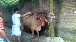Barsati Qasai qurbani 2015 tauba kitni aziyat di hai 