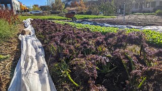 Preparing for the First Frost on the Farm