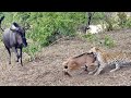 Battle Between Leopard & Wildebeest Mother over Calf
