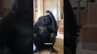 Monkeying Around! - RxCKSTxR Comedy Voiceover