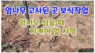 엄나무 고사된 곳에 보식 작업 / 엄나무 심을 때 이것을 참고해 보세요