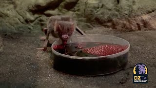 Top Posts of 2022: Vampire Bat Feeding