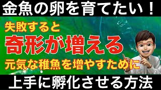 金魚の卵を上手に孵化させる方法について解説します