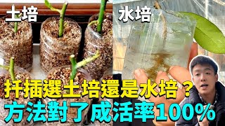 植物扦插選土培還是水培？怎麼扦插才不黑杆？用對方法不出3天蹭蹭冒芽|禪藝綠植工作室