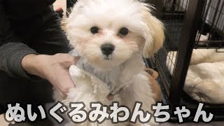 可愛い！ぬいぐるみソックリな かわいい子犬マルプーちゃん