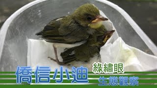 僑信小迪（綠繡眼）生態觀察 - 3