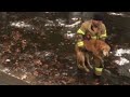 Firefighter Rescues Golden Retriever Found Shivering in Freezing Water