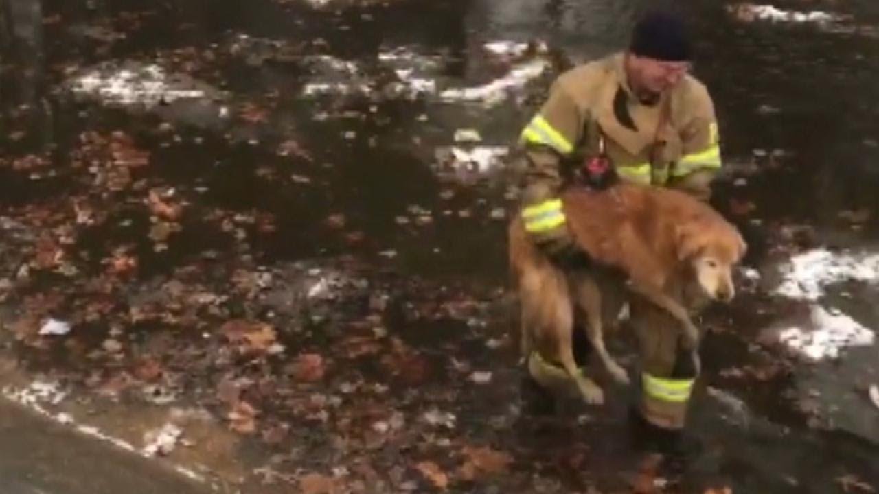 Firefighter Rescues Golden Retriever Found Shivering In Freezing Water ...