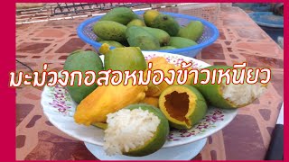 มะม่วงกอสอ(มะม่วงกะล่อน) หม่องข้าวเหนียวจ้า| Sticky rice in mango