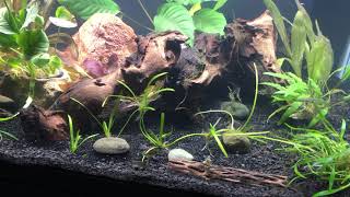 New Apisto Tank!!