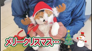 猫のクリスマスグッズを買いすぎてしまい、猫が人間の好き放題にされました汗