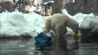 2013年1月13日　旭山動物園　ホッキョクグマ　ピリカ２