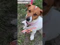 Серьезный разговор у Гуччи с мамой 😏😅 гуччи собака doggo животные jackrussell собаки