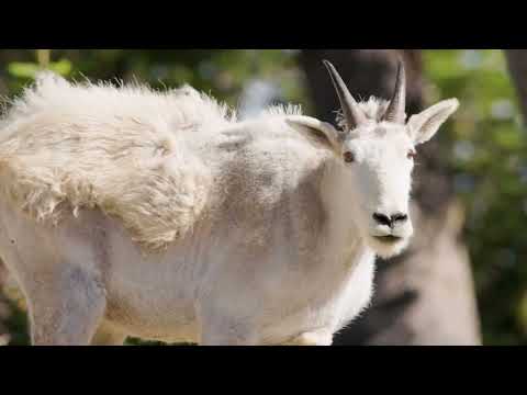 What animal is native to Idaho?