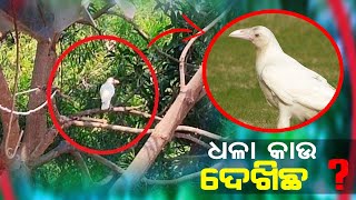 କଣ ଆପଣ କେବେ ଧଳା କାଉ ଦେଖିଛନ୍ତି ? ଦେଖନ୍ତୁ କେଉଁଠି ଦେଖାଗଲା ଏହି କାଉ