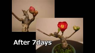 【ミニ盆栽：mini bonsai】木瓜(ボケ)ー1：Chaenomeles speciosa　開花模様　flowering