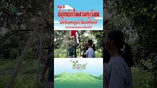 Ep 3 ปลูกผักในสวนทุเรียน มีเงินหมุนเวียนทั้งปี #เกษตรอารมณ์ดี