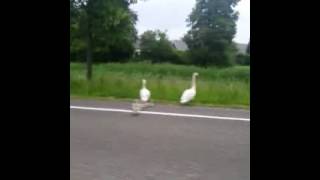 familie zwaan de weg over, met kleintjes