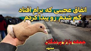 خودم که باورم نمیشه کبوتری که کلی دوستش داشتم رو اتفاقی پیدا کنم