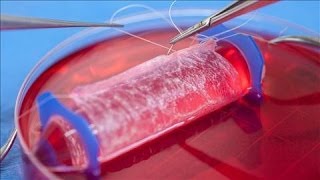Scientists Transplant Lab-Made Sexual Organs