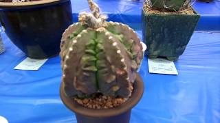 San Diego Cactus & Succulent Society Summer Show 2019 Pt. 1/6