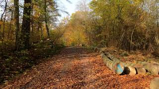 Sonnige Fahrt durch den bunten Herbstwald.