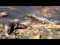 otters hunting caiman moments 아마존수달 vs 카이만악어