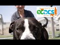 Corpus Christi Animal Care Services | One Paw at a Time