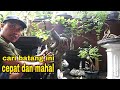 Cara Instan Membuat Bonsai Lebih Cepat