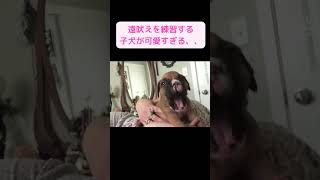 遠吠えを練習する子犬が可愛すぎる、、（Cute puppy practicing howling.）#shorts