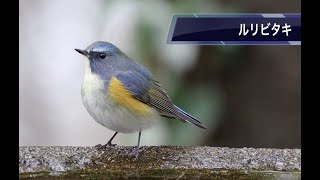 4K動画：神奈川の野鳥 3